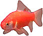 Teddy Fish